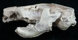 Oligocene Squirrel-Like Mammal (Ischyromys) Skull #9850-1